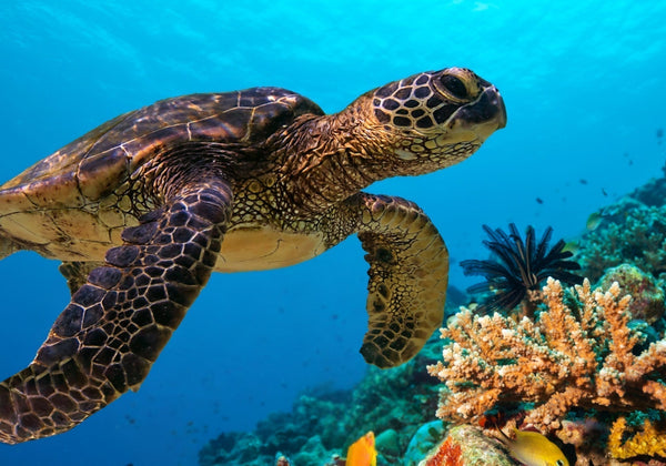 Protecting Our Reefs: Why Chemical-Free Sunscreen is the Natural Choice for Australians